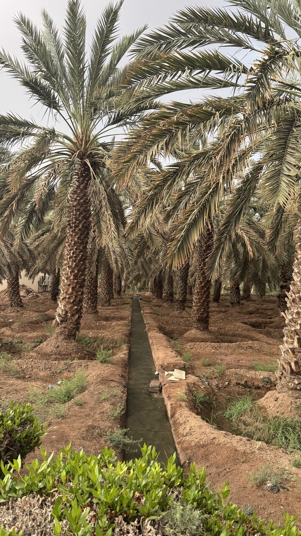 HADIA date palm farm in Madinah